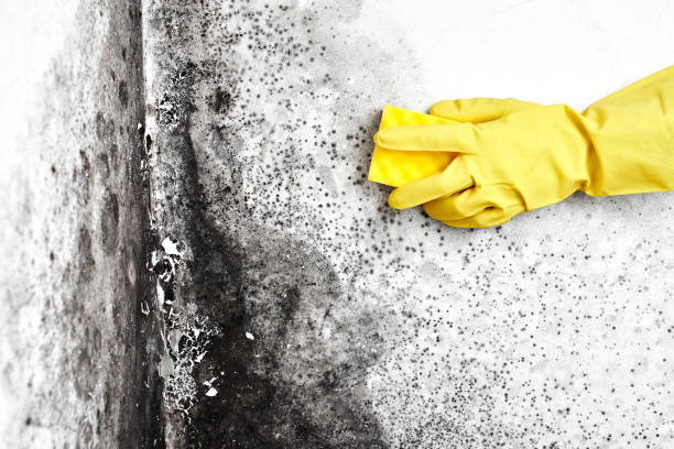 Best Home Mold Removal  in Dahlgren, VA