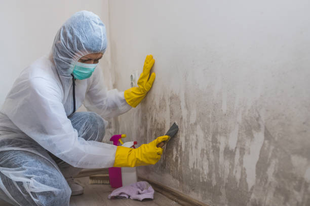 Best Mold Testing  in Dahlgren, VA