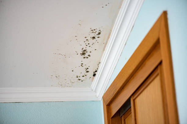 Best Commercial Mold Removal  in Dahlgren, VA