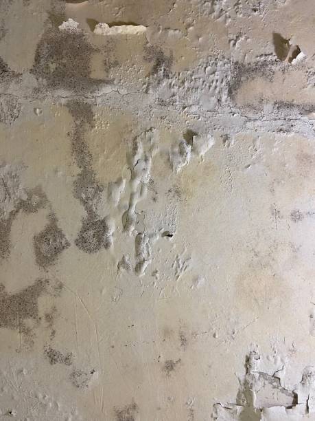 Best Toxic Mold Removal  in Dahlgren, VA