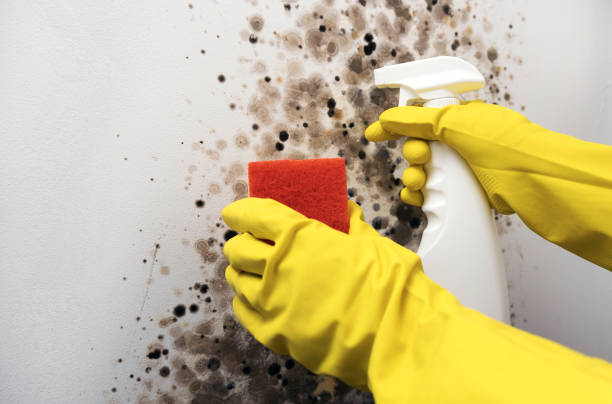 Best Mold Remediation  in Dahlgren, VA