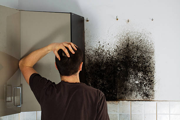 Best Best Mold Removal Companies  in Dahlgren, VA