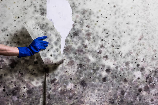 Dahlgren, VA Mold Removal Company