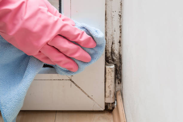 Crawl Space Mold Removal in Dahlgren, VA